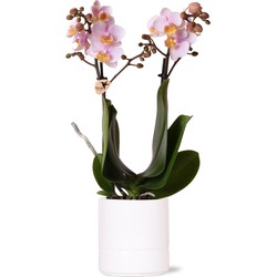 Kolibri Orchids | Roze phalaenopsis orchidee - Andorra + Pastel pot white - potmaat Ø9cm | bloeiende kamerplant - vers van de kweker
