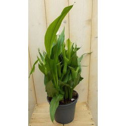 Betaplant Zantedeschia Calla kleur wisselt