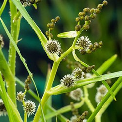 Grote egelskop Sparganium erectum P9