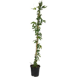 Passiflora 'Constance Elliot' XL ​​- Passiebloem - ⌀17cm - Hoogte 110-120cm