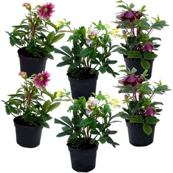 Helleborus Orientalis - Mix van 6 - Tuinplanten - Pot 12cm - Hoogte 20-30cm