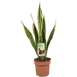 Sansevieria Laurentii - Vrouwentong - Pot 17cm - Hoogte 60-70cm