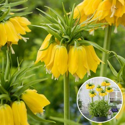 Fritillaria Lutea 'Keizerskroon' - Bloembollen - Set van 3