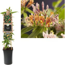 3 stuks - Klimplant Lonicera henryi 75 cm