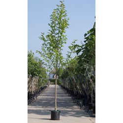 2 stuks! Beverboom Magnolia kobus h 250 cm st. omtrek 8 cm boom - Warentuin Natuurlijk