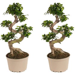 Ficus Ginseng S-Shape - Set van 2 - Japanse Bonsai - Pot 22cm