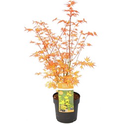 Acer palmatum 'Katsura' - Japanse Esdoorn - Pot 19cm - Hoogte 60-70cm