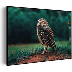 Muurwerken Akoestisch Schilderij - Uil In De Natuur - Geluidsdempend Wandpaneel - Wanddecoratie - Geluidsisolatie - PRO (AW 0.90) XXL (150x107)