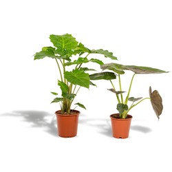 Hello Plants Alocasia Wentii & Alocasia Portodora - Ø 19 cm - Hoogte: 60 cm & 75 cm