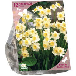 Bees & Butterflies Narcis Mini Minnow per 12 bloembollen