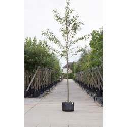 Dubbelbloemige sierkers Prunus a. Plena h 450 cm st. omtrek 16 cm - Warentuin Natuurlijk
