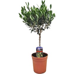 Olea Europaea - Winterharde olijfboom op stam - Pot 17cm - Hoogte 60-70cm