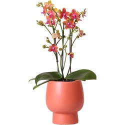 Kolibri Orchids | Oranje geurende phalaenopsis orchidee in terracotta kleurige Scandic sierpot - potmaat Ø12cm
