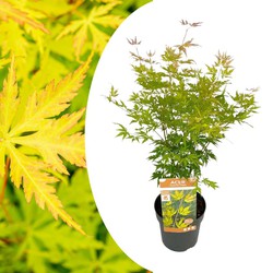 Acer palmatum 'Orange Lace' - Japanse Esdoorn - Pot 19 - Hoogte 60-70cm