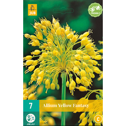 Allium Yellow Fantasy