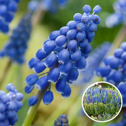 Muscari armeniacum - 100x Hyacinthbollen - Bloembollen- blauw druifje