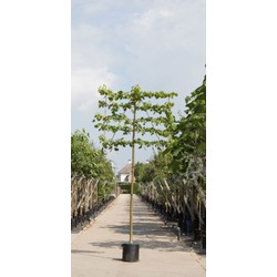 Linde als leiboom Tillia europaea Pallida h 270 cm st. omtrek 10 cm st. h 150 cm