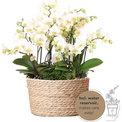 Kolibri Orchids | witte plantenset in Reed Basket incl. waterreservoir | drie witte orchideeën Lausanne 9cm en drie groene planten | Jungle Bouquet wit met zelfvoorzienend waterreservoir