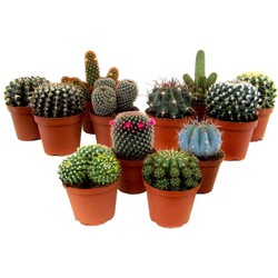 Mini-Cactussen - Mix van 12 stuks - Pot 5,5cm - Hoogte 5-10cm