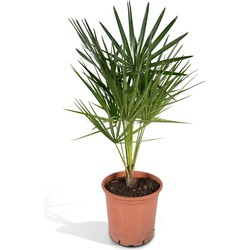 Hello Plants Chamaerops Humilis Kamerpalm - Ø 18 cm - Hoogte: 65 cm - Europese Dwergpalm