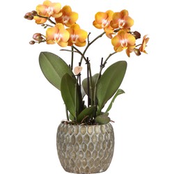 Kolibri Orchids | Oranje gouden Phalaenopsis orchidee Jewel Las Vegas in Marrakesh sierpot grey | potmaat Ø12cm