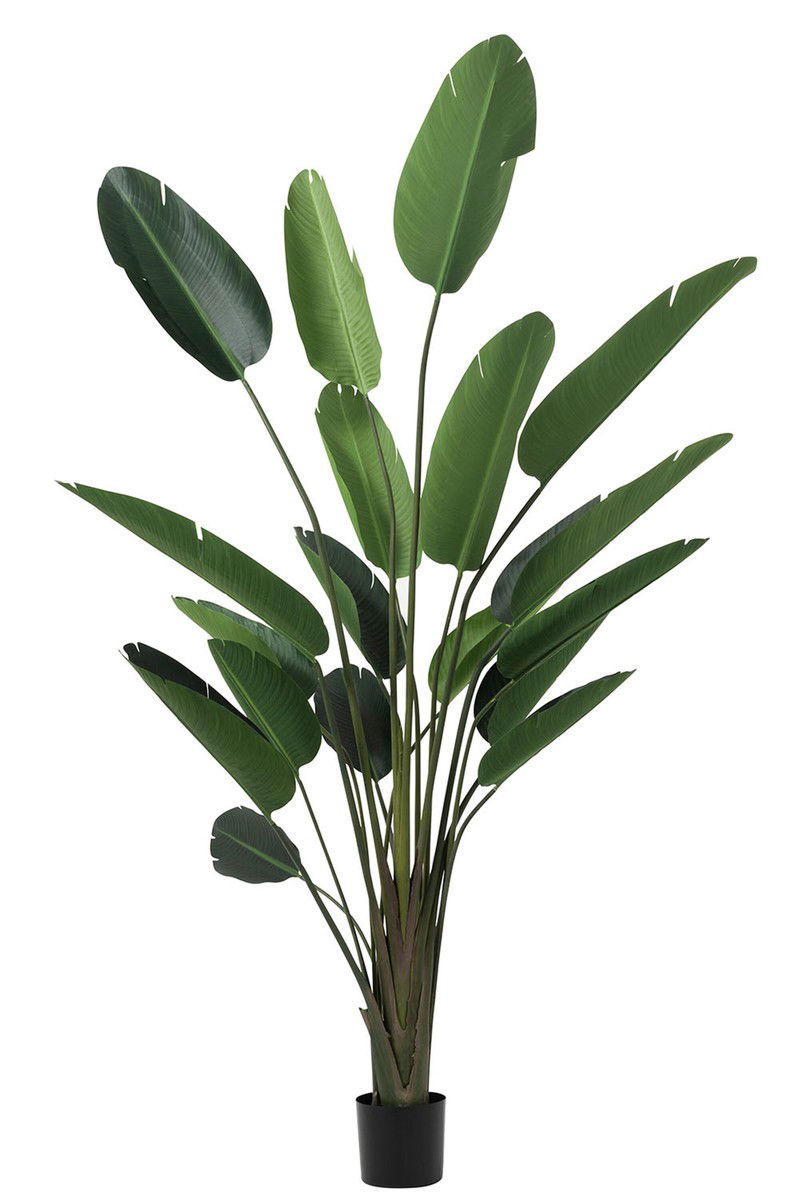 D- J-line - Strelitzia Plastiek Groen Large - 35x35x252cm - 