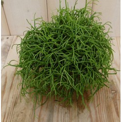 2 stuks! Rhipsalis cassutha