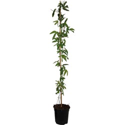Passiflora 'Victoria' XL ​​- Passiebloem - Violacea - ⌀17cm - Hoogte 110-120cm