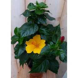 Hibiscus Newbiscus Grootbloemig geel 70 cm - Warentuin Natuurlijk