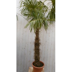 Winterharde Palmboom stamhoogte 150 cm en hoogte 300 cm