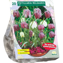 Bollen Fritillaria Meleagris 20 stuks