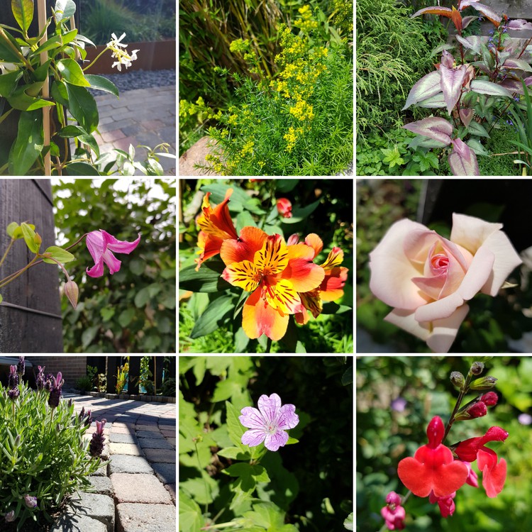 diverse-bloemen-tuin