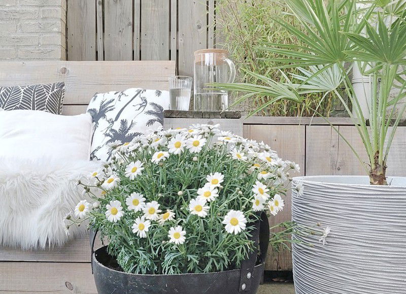 Budget shopping: de leukste plantenbakken voor jouw bloemen en planten