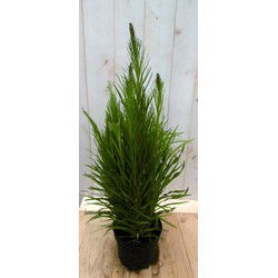 3 stuks - Kattestaart Liatris 50 cm