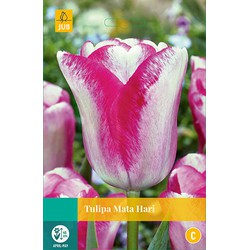 Tulipa Mata Hari, 8 bloembollen