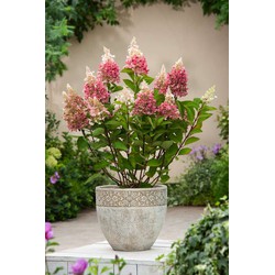 Hydrangea 'Pinky Winky' - Set van 4 - Pluimhortensia - Pot 19cm - Hoogte 25-40cm