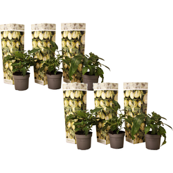 Meloenpeer - Set van 6 - Solanum Muricatum 'Pepino gold' - Hoogte 25-40cm - ⌀9cm