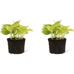 We Love Plants - Epipremnum Golden Pothos - 4 stuks - 10 cm hoog - Scindapsus