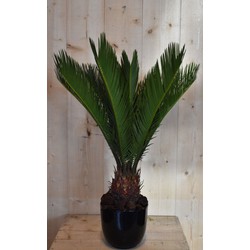 Cycas 'vredespalm' in zwarte pot