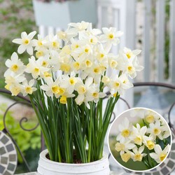 Narcissus Sailboat botanical White x30 - Narcisbollen - Winterharde bloembollen