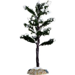 Conifer tree, small