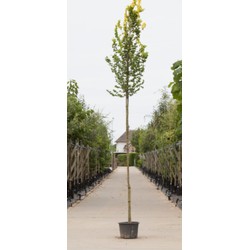 Goud iep hoogstam Ulmus hollandica Wredei h 250 cm st. omtrek 6 cm st. hoogte 170cm - Warentuin Natuurlijk