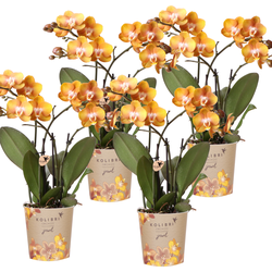 Kolibri Orchids | COMBI DEAL van 4 Phalaenopsis orchideeën - Las Vegas - potmaat Ø12cm | bloeiende kamerplant - vers van de kweker