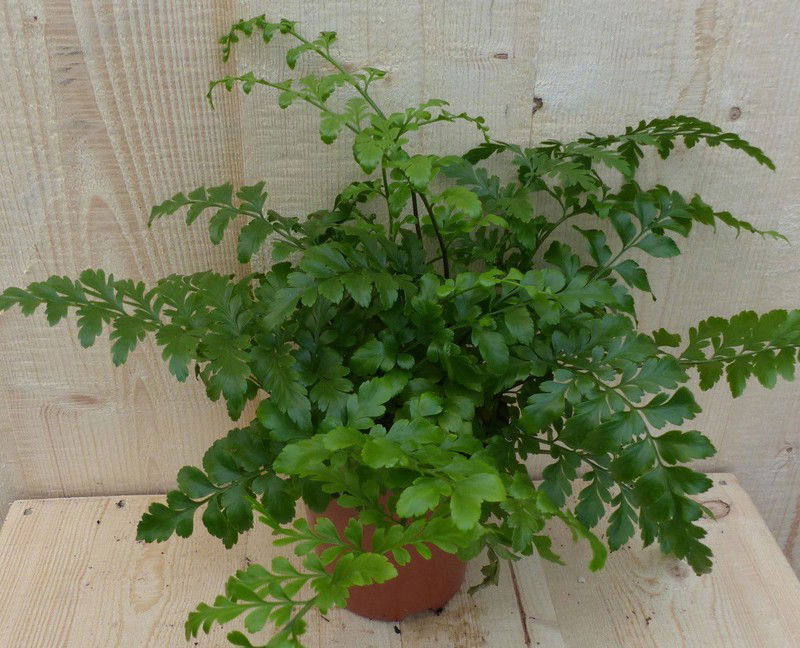 Varen Asplenium Parvati - 