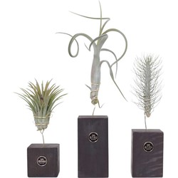 Tillandsia 'Burnt Wood Trio' - Set van 3 - Luchtplanten - Hoogte 30-35cm