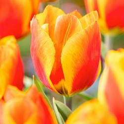 Tulipa Flair - Tulpenbollen - Set van 40 - Bloembollen
