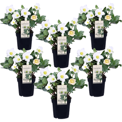 Kerstroos - Set van 6 - Helleborus niger 'Mont Blanc' - Hoogte 20-30cm - ⌀12cm