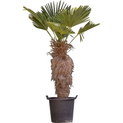 Wagner palm Trachycarpus wagnerianus h 150 cm st. h 90 cm - Warentuin Natuurlijk