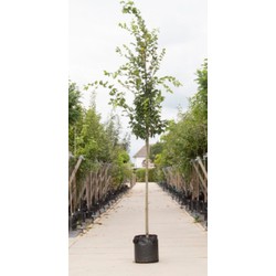 2 stuks! Haagbeuk Carpinus betulus h 250 cm st. omtrek 8 cm boom