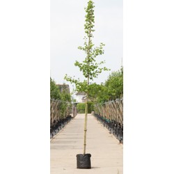 2 stuks! Japanse notenboom Ginkgo biloba h 250 cm st. omtrek 8 cm boom